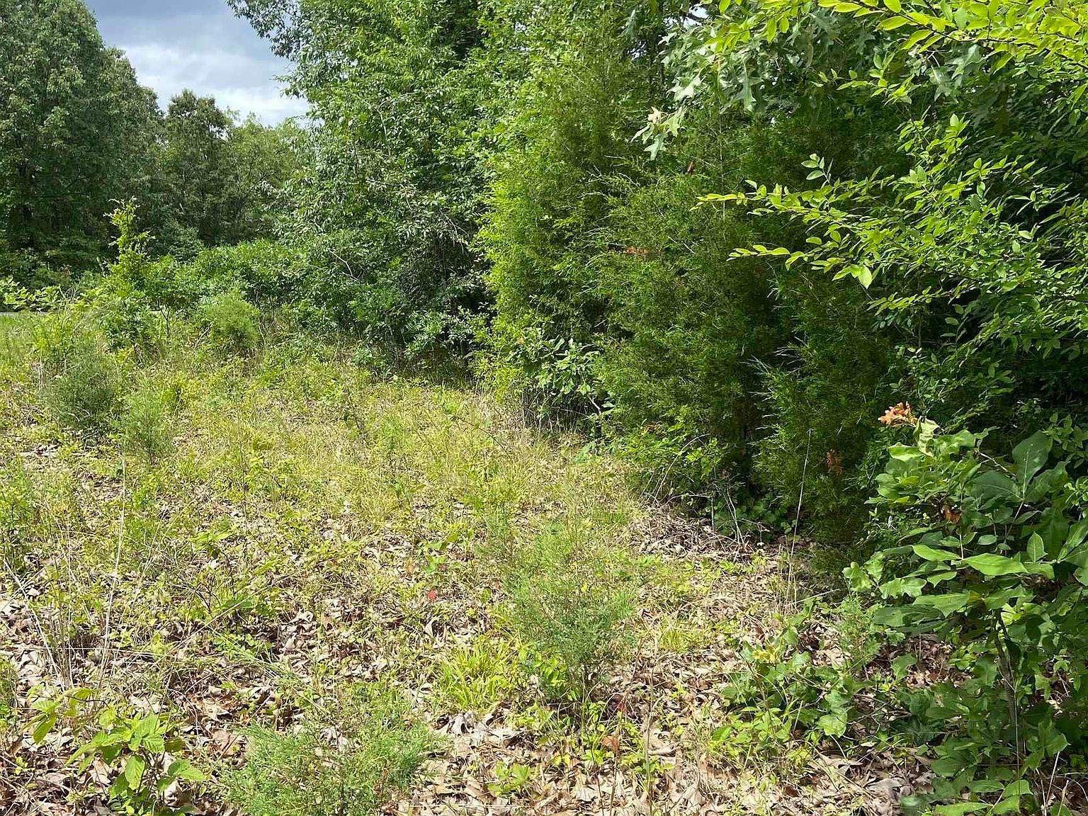 131 Deepwood Dr Murray, KY 42071 - Thumbnail 3