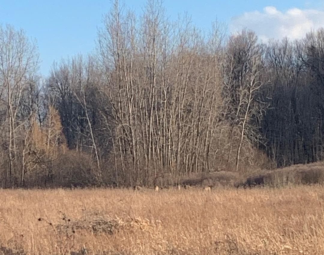 624 E McKimmey Rd Gladwin, MI 48624 - Thumbnail 3