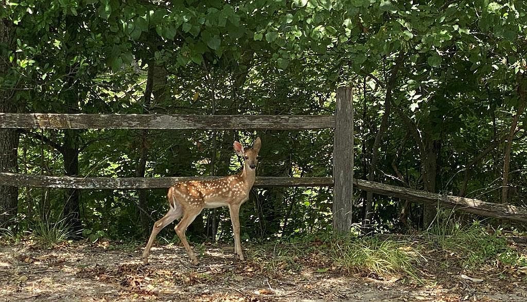 304 E Highway St Fredericksburg, TX 78624 - Thumbnail 3