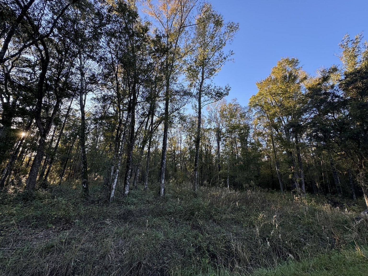 10175 Yeager Ave Hastings, FL 32145 - Thumbnail 3