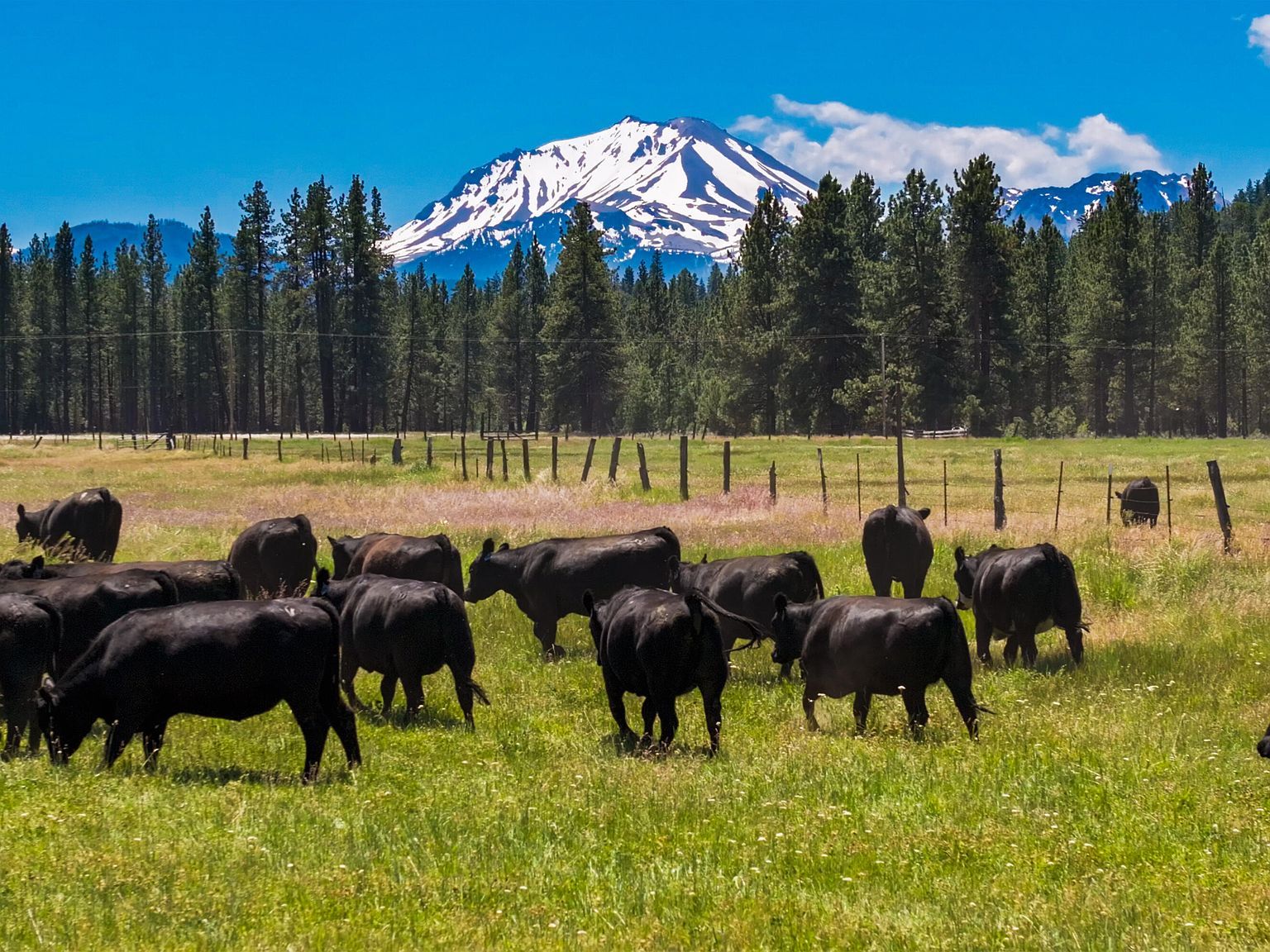 12755 Sugar Loaf Ln Old Station, CA 96071 - Thumbnail 3