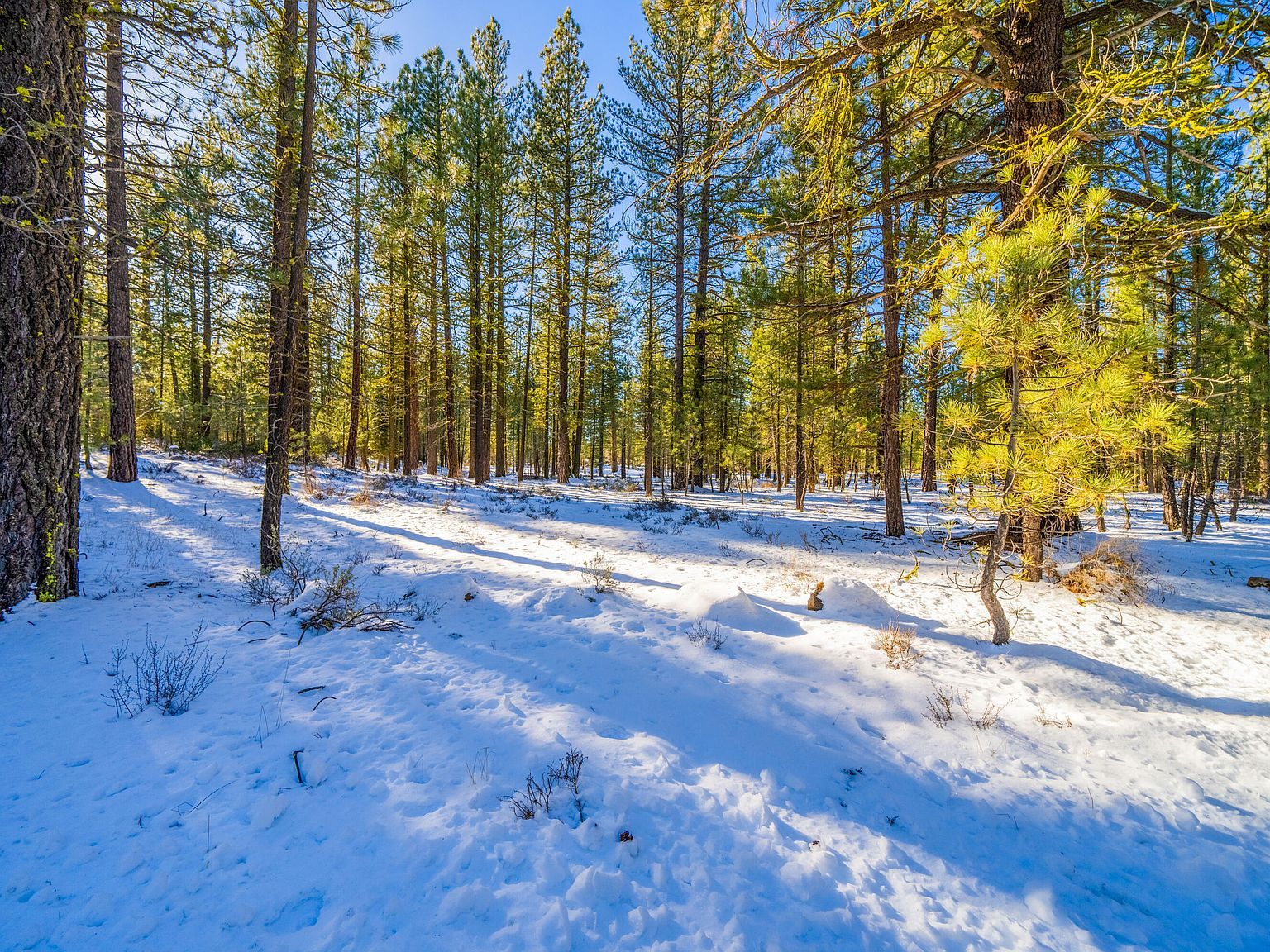 Big Springs Blvd Old Station, CA 96071 - Thumbnail 3