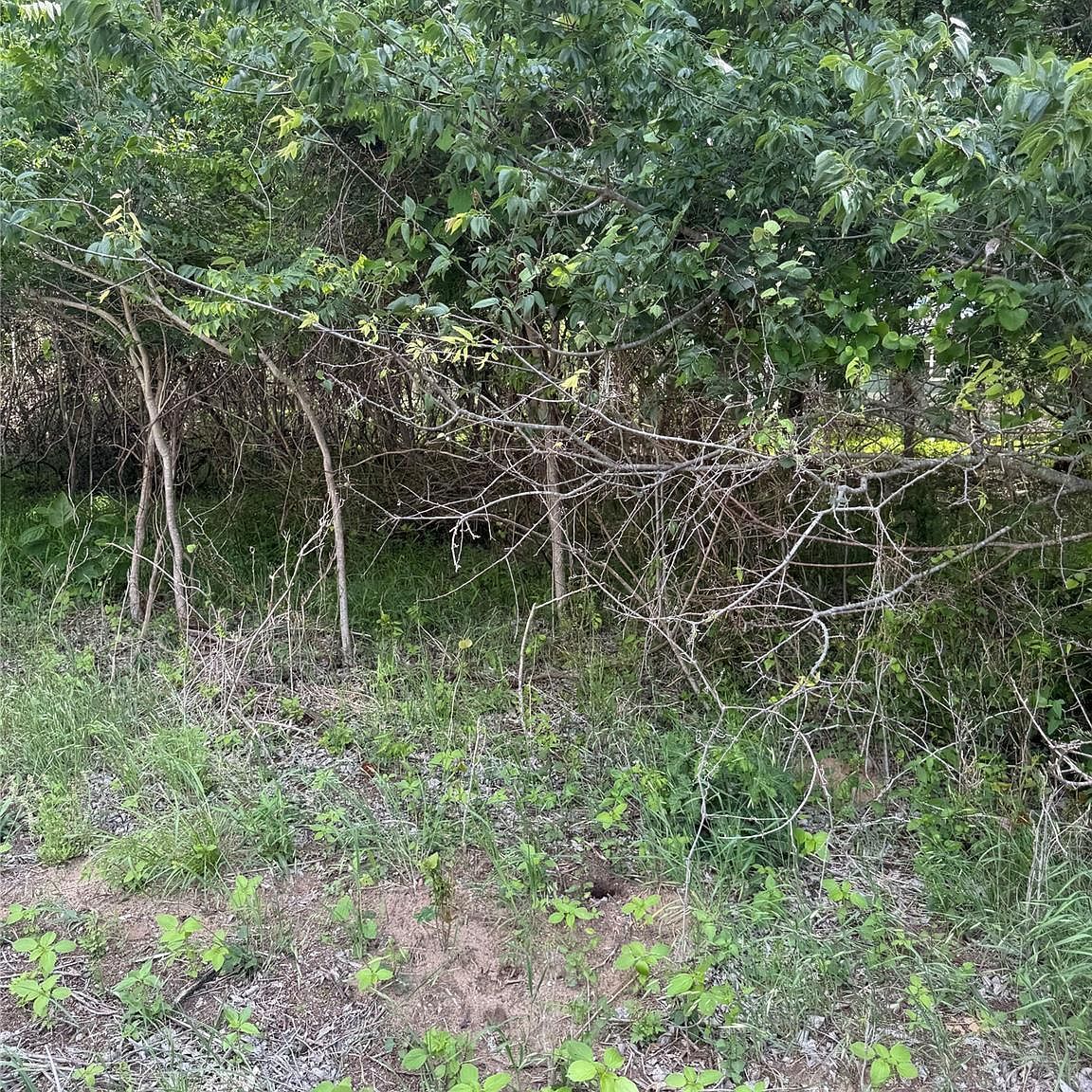 959 E Riverside Dr Bastrop, TX 78602 - Thumbnail 3