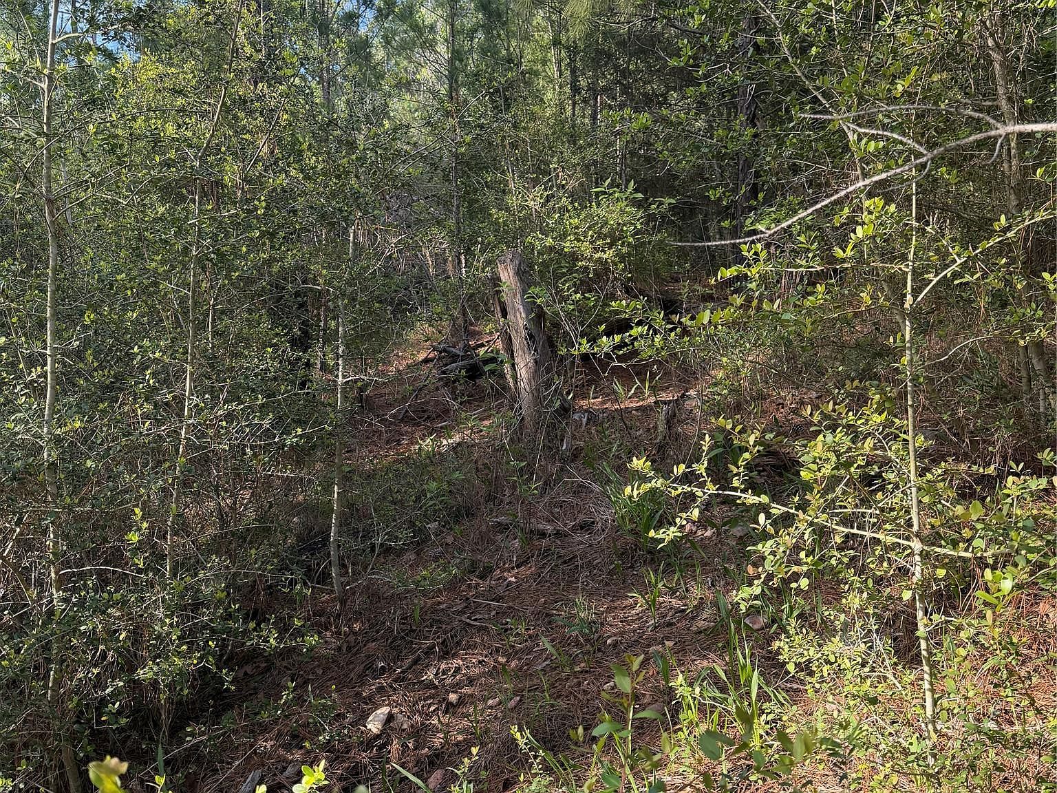 LOT 1384 S Pahihi Dr Bastrop, TX 78602 - Thumbnail 3