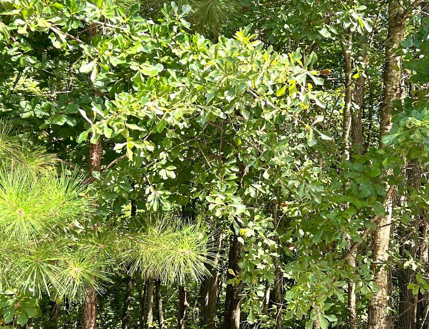 2121 Southlake Pkwy Augusta, GA 30906 - Thumbnail 3