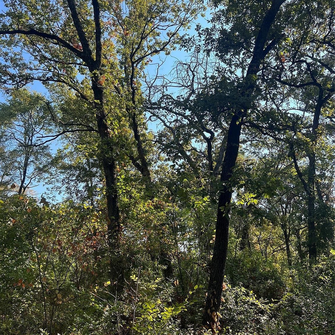 185 Natchez Trl Mabank, TX 75156 - Thumbnail 3