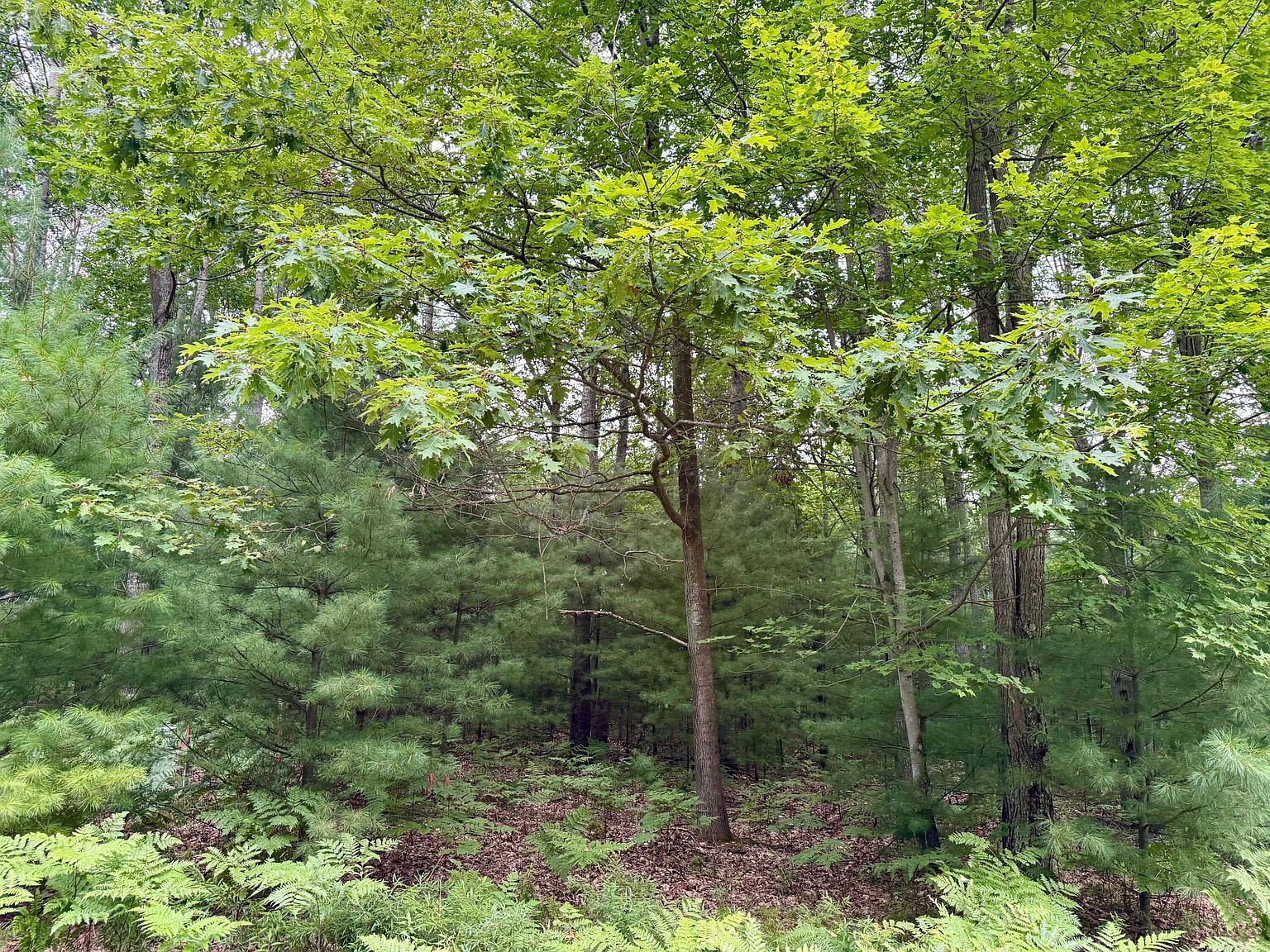 6362 Cedar Trce Stanwood, MI 49346 - Thumbnail 3