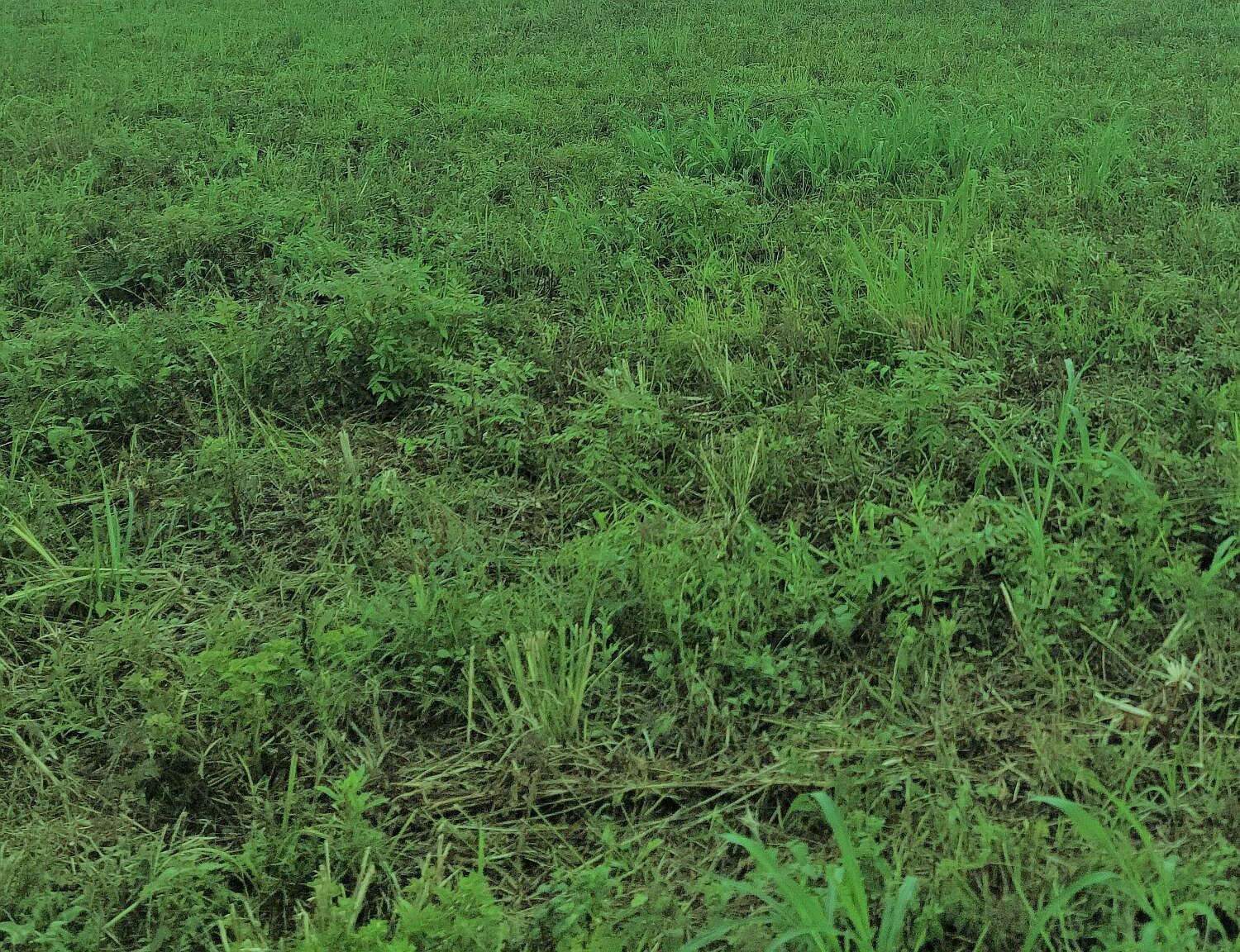 TBD La-10 Opelousas, LA 70570 - Thumbnail 3