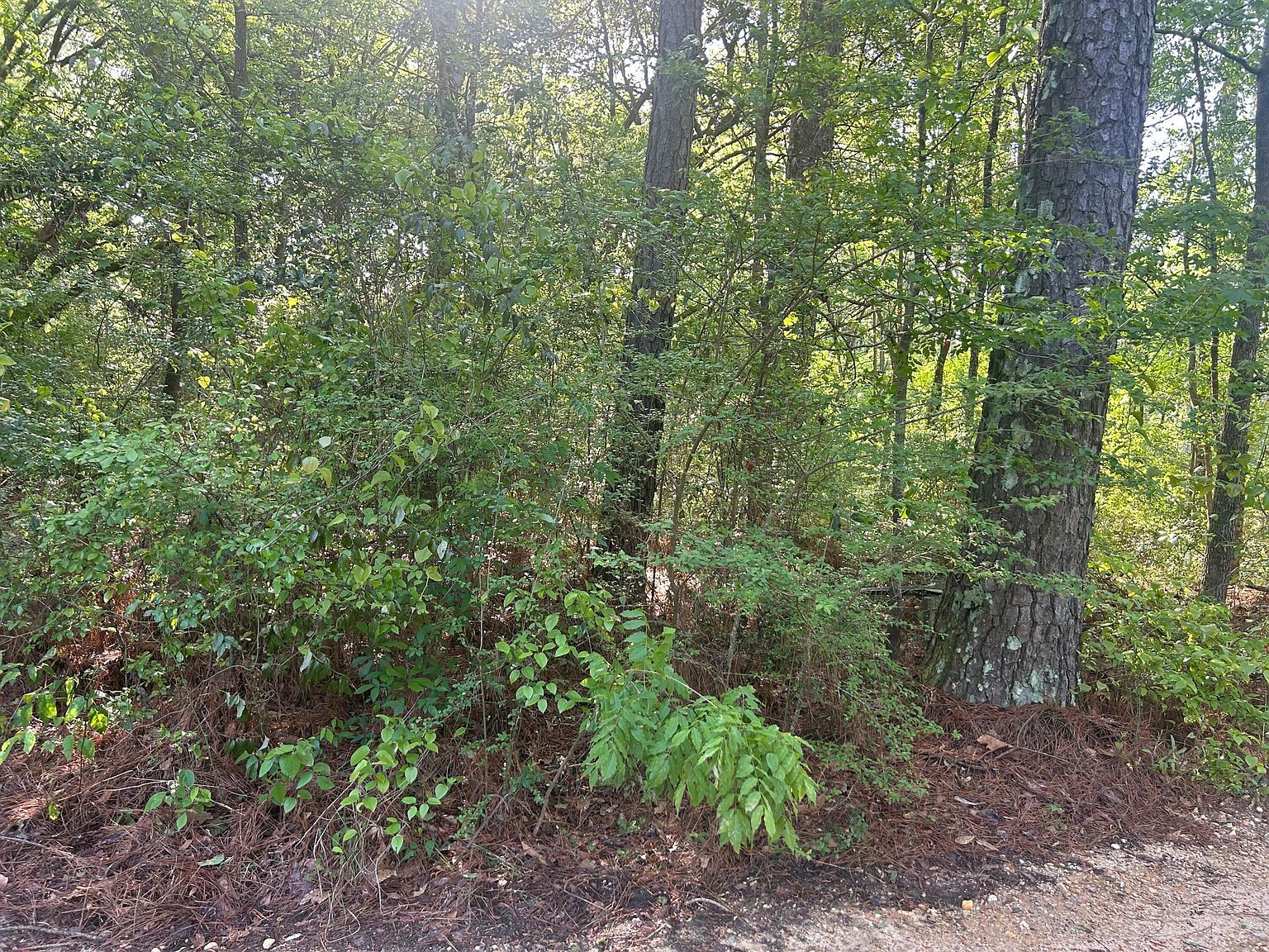 3101 Old Amy Rd Laurel, MS 39443 - Thumbnail 3