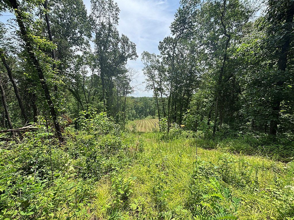 0 Hamilton Rd #1 Springville, TN 38256 - Thumbnail 3
