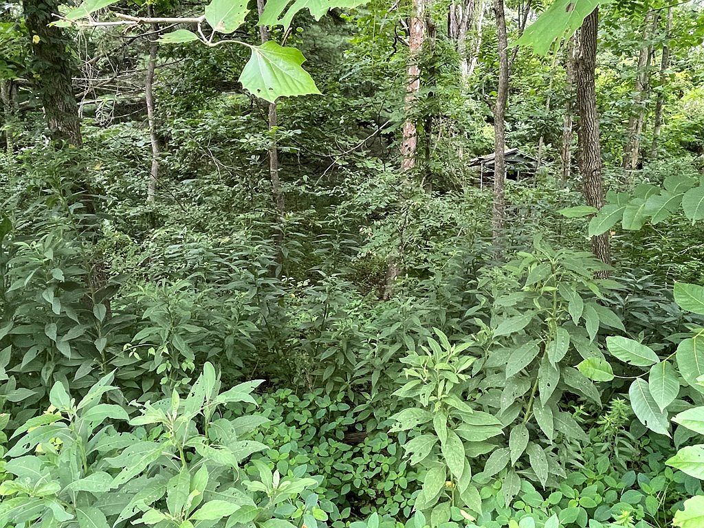 Drill Rd Honaker, VA 24260 - Thumbnail 3