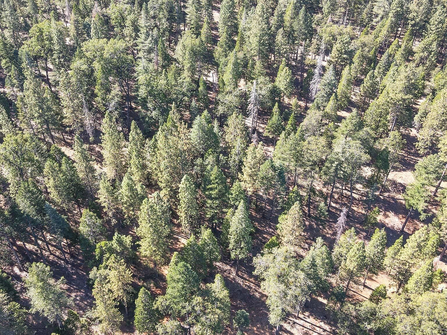 0 State Highway 44 Shingletown, CA 96088 - Thumbnail 3