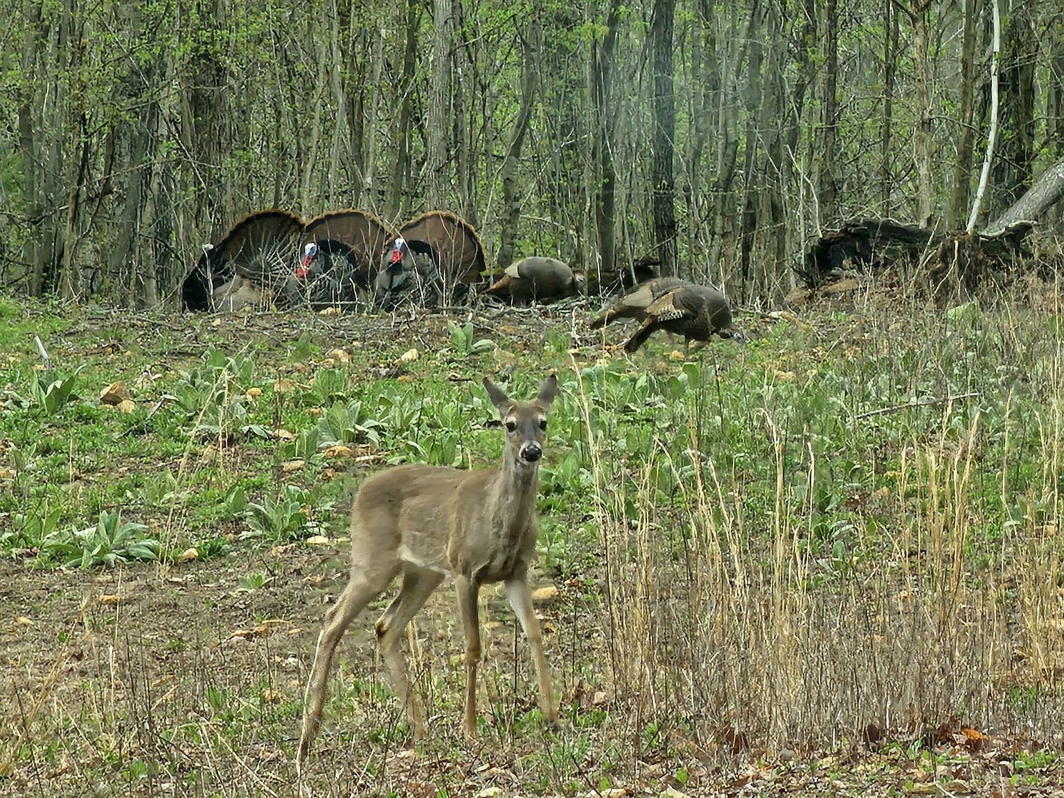 0 Baggett Hollow Rd Cunningham, TN 37052 - Thumbnail 3