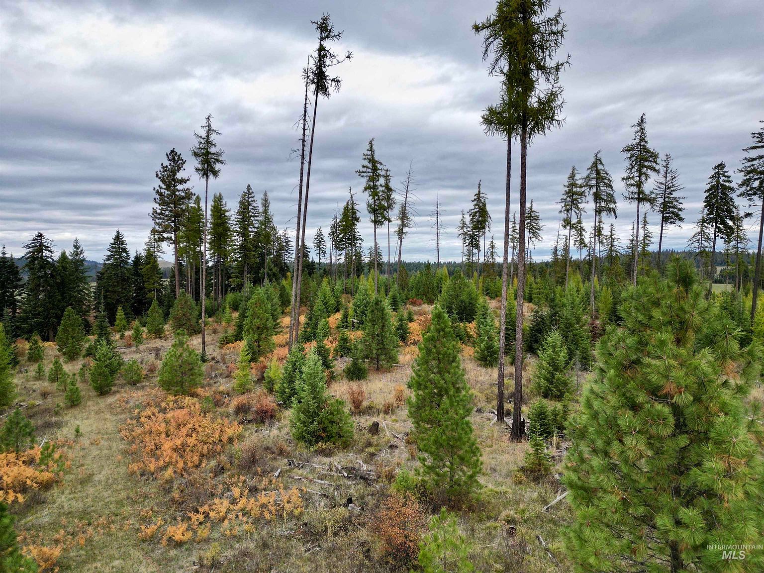 PARCEL 2 Peaceful Valley Rd Kamiah, ID 83536 - Thumbnail 3