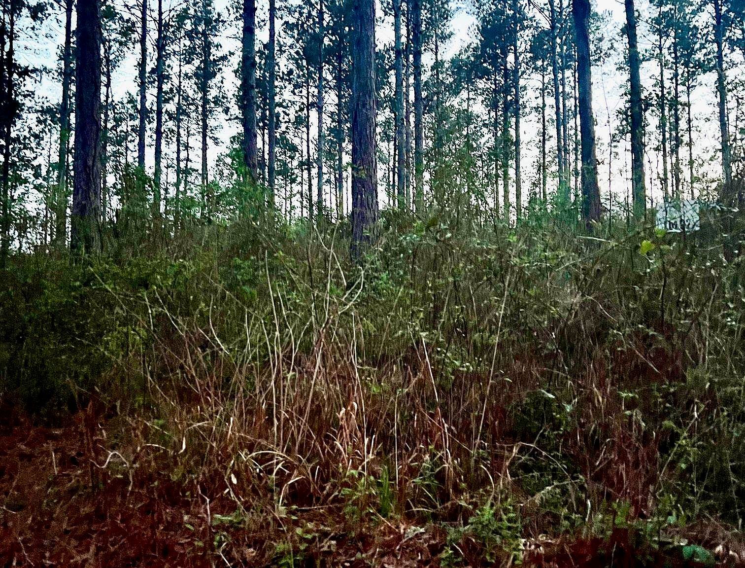 3341 County Road 1095 Center, TX 75935 - Thumbnail 3