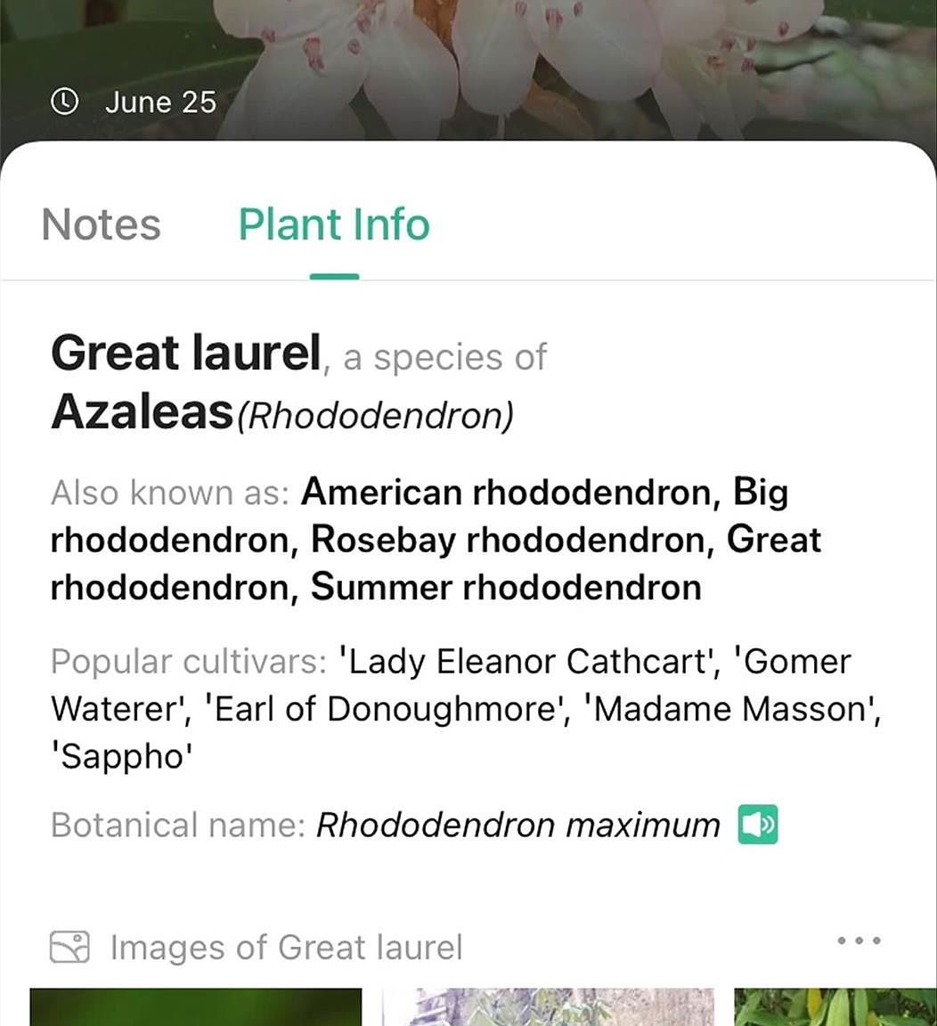 0 Mount Hebron Rd Old Fort, NC 28762  | Land/Lot