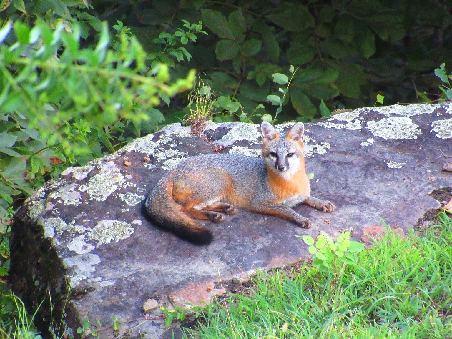 75 E Bluff Dr Quitman, AR 72131  | Single Family