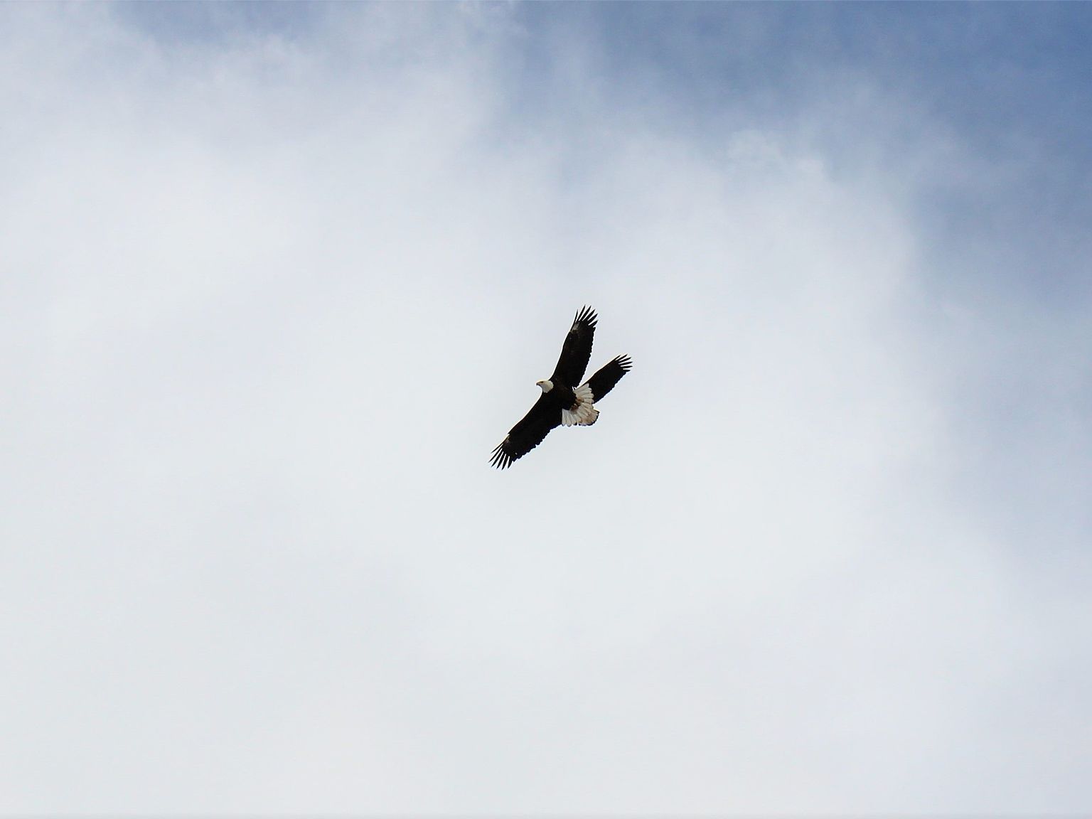 82 White Mountain Ln Alberton, MT 59820  | Single Family