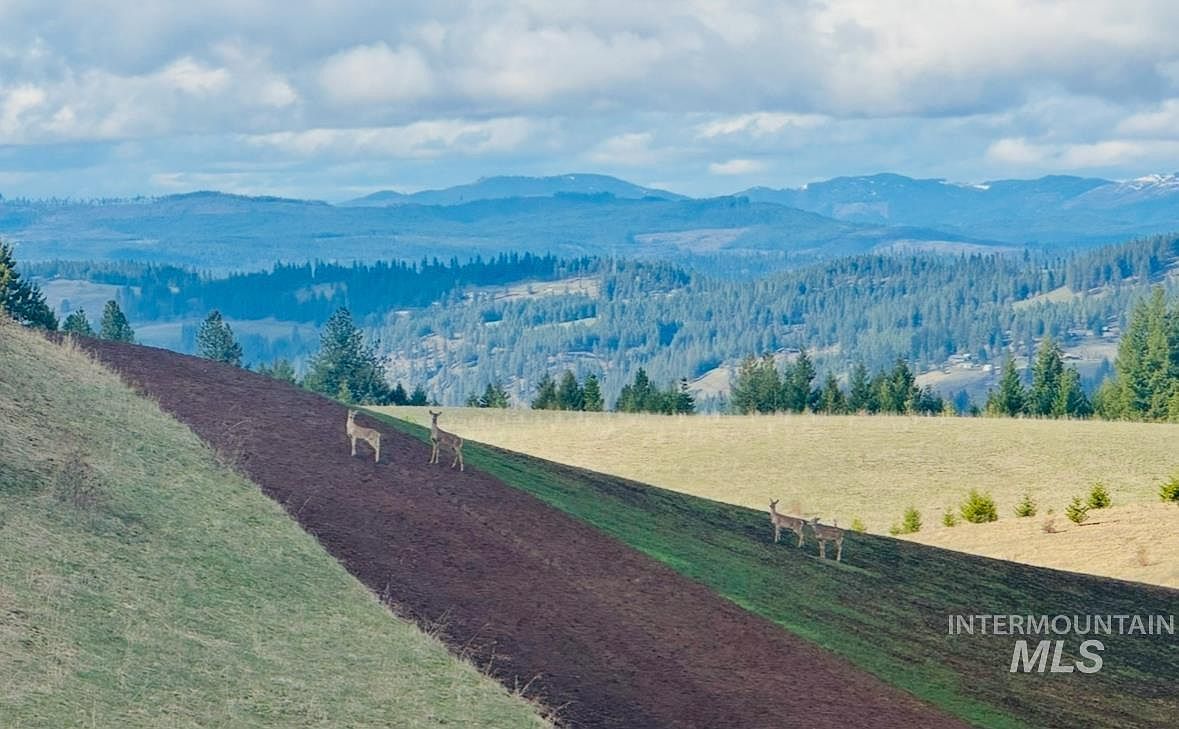 0 Gilbert Grade Rd Orofino, ID 83544 | Land/Lot