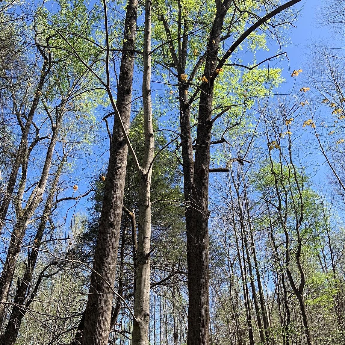 6786 Old Linville Rd Marion, NC 28752  | Land/Lot