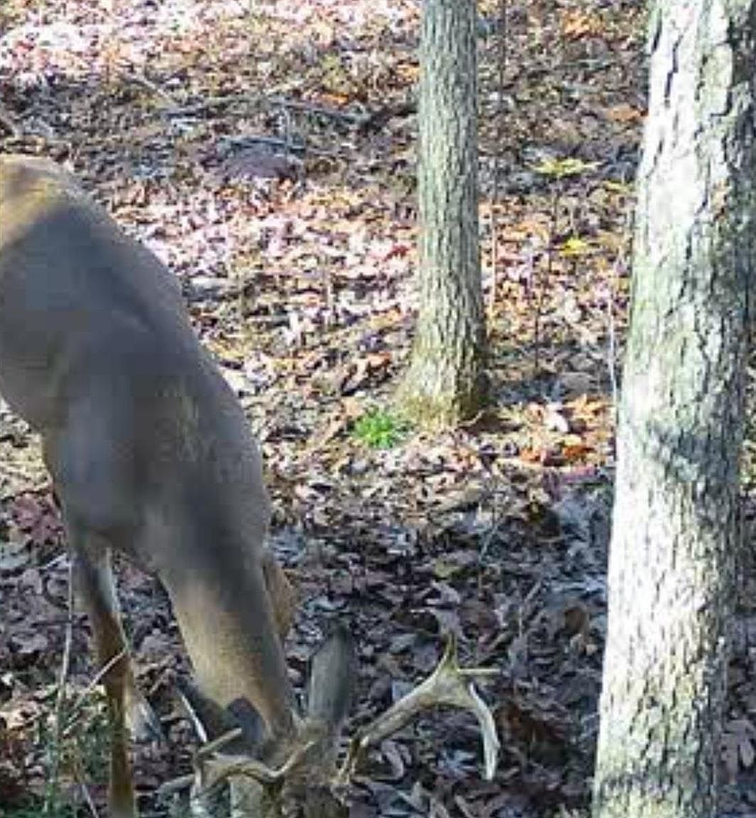 0 Big Creek Rd Floral, AR 72534  | Land/Lot