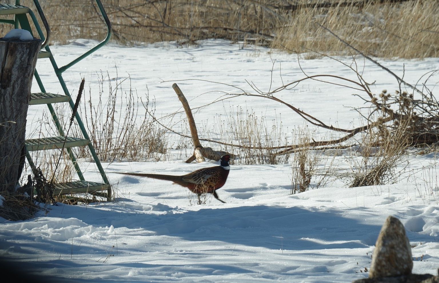 1456 Summerdale Rd Corvallis, MT 59828  | Single Family