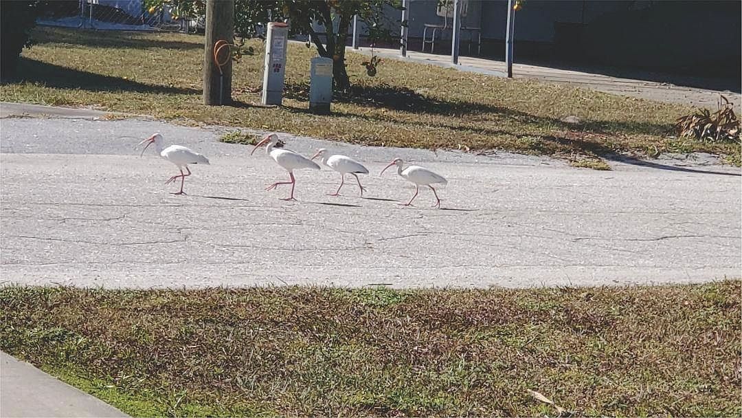 418 Cove Dr Satsuma, FL 32189  | New build