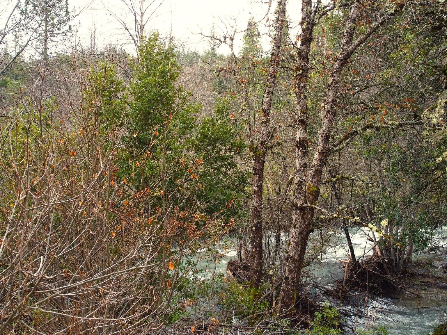 0 Phillips Rd Oak Run, CA 96069  | Land/Lot