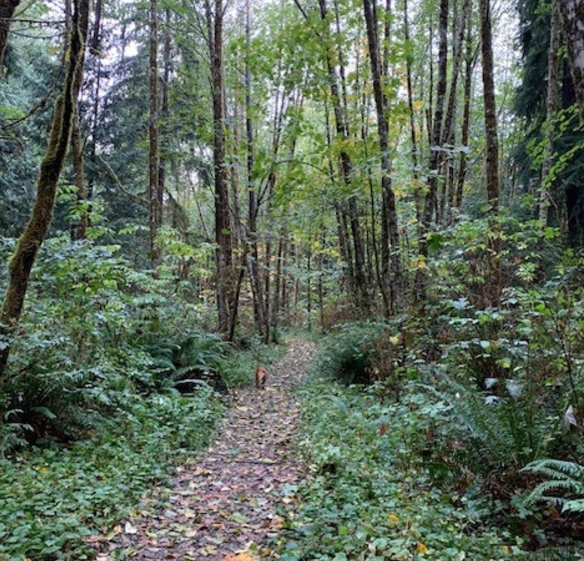 2 Shetland Ct Bellingham, WA 98229  | Single Family