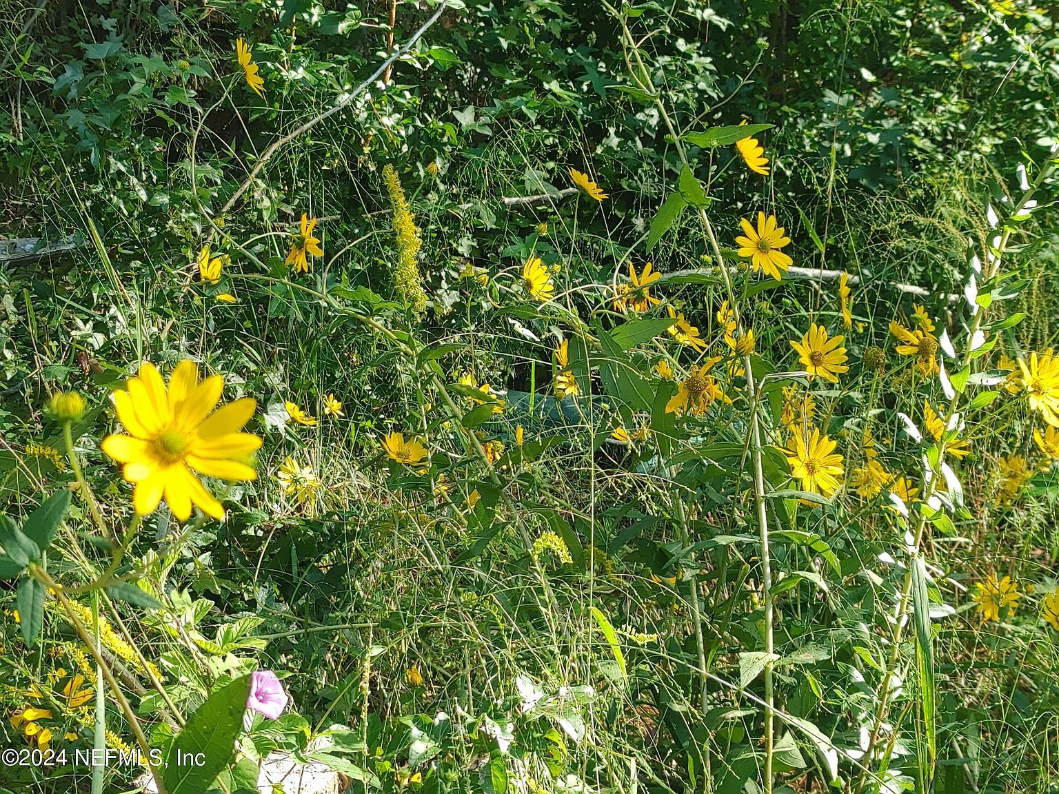 6740 Sycamore St Jacksonville, FL 32219  | Land/Lot