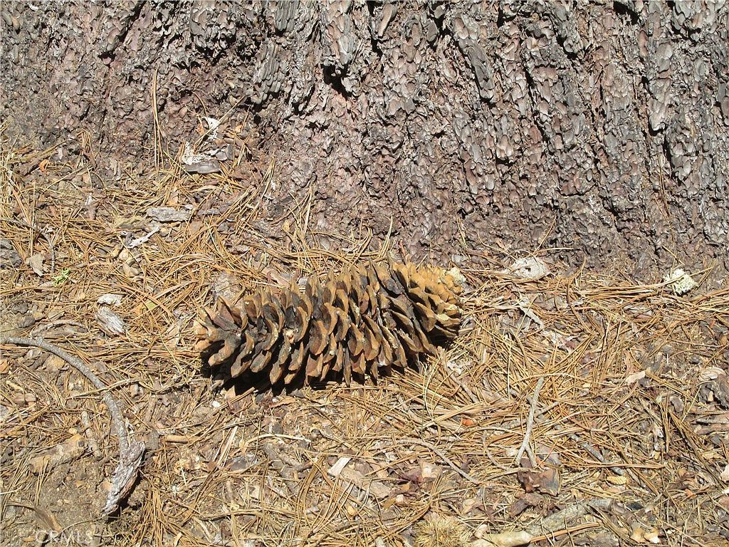 7419 Henness Ridge Rd #100 Yosemite National Park, CA 95389 | Land/Lot