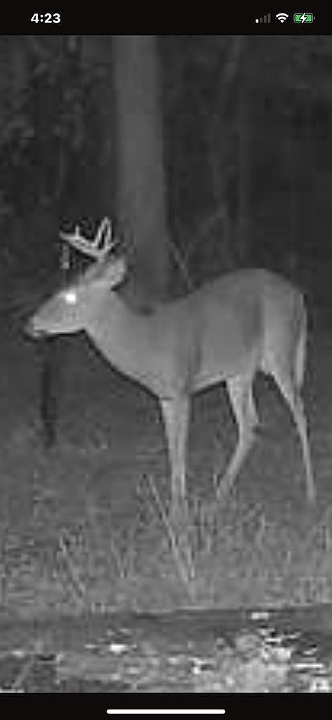 4431 SE 20th Ave Inglis, FL 34449  | Single Family