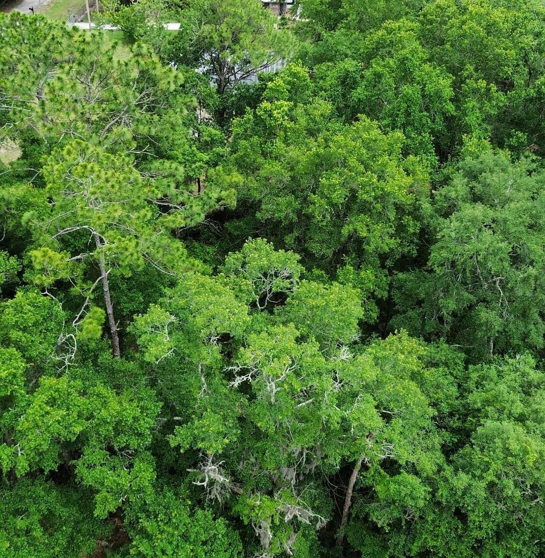 417 W Hillsborough Ave Florahome, FL 32140 - Thumbnail 4