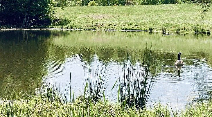 8124 Hoskins Hollow Rd #PO-5 Westmoreland, TN 37186 - Thumbnail 4