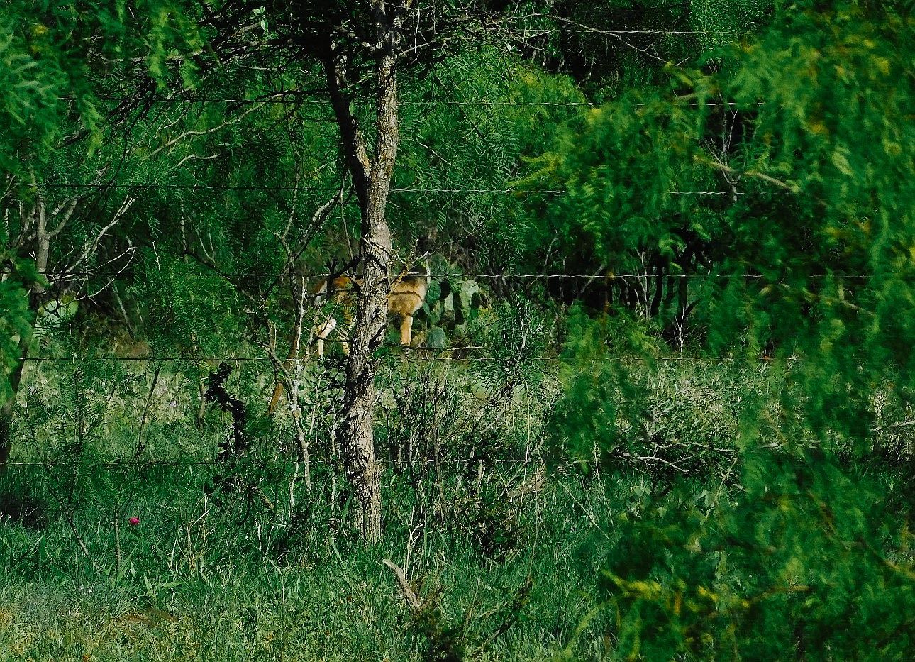 LOT 7 Morris Sheppard Dr Brownwood, TX 76801 - Thumbnail 4