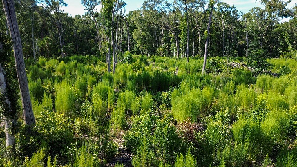 NE 249th Ave Old Town, FL 32680 - Thumbnail 4