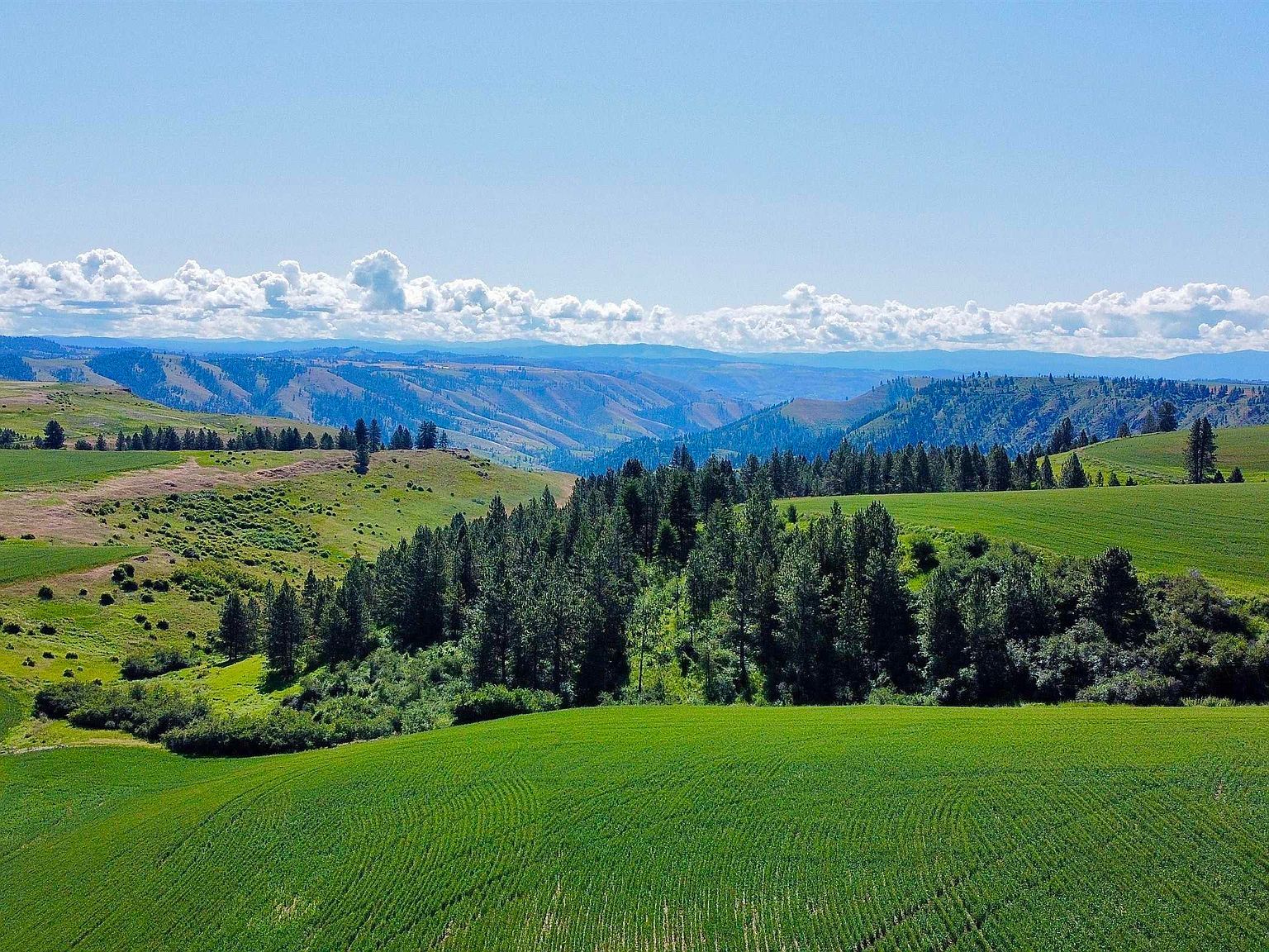 Basket Rd Nezperce, ID 83543 - Thumbnail 4