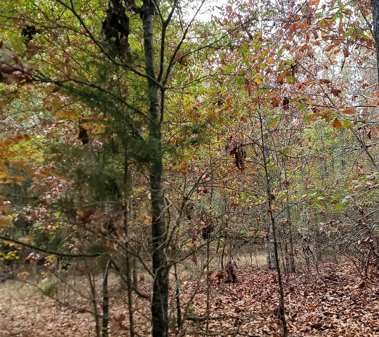 6202 S Texas State Hwy #37 Clarksville, TX 75426 - Thumbnail 4