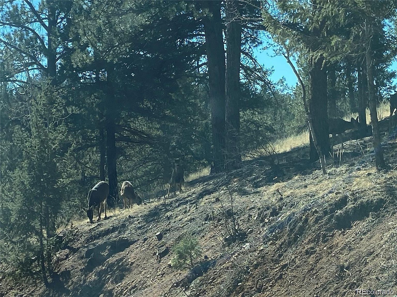 12373 S Polly Dr Pine, CO 80470 - Thumbnail 4