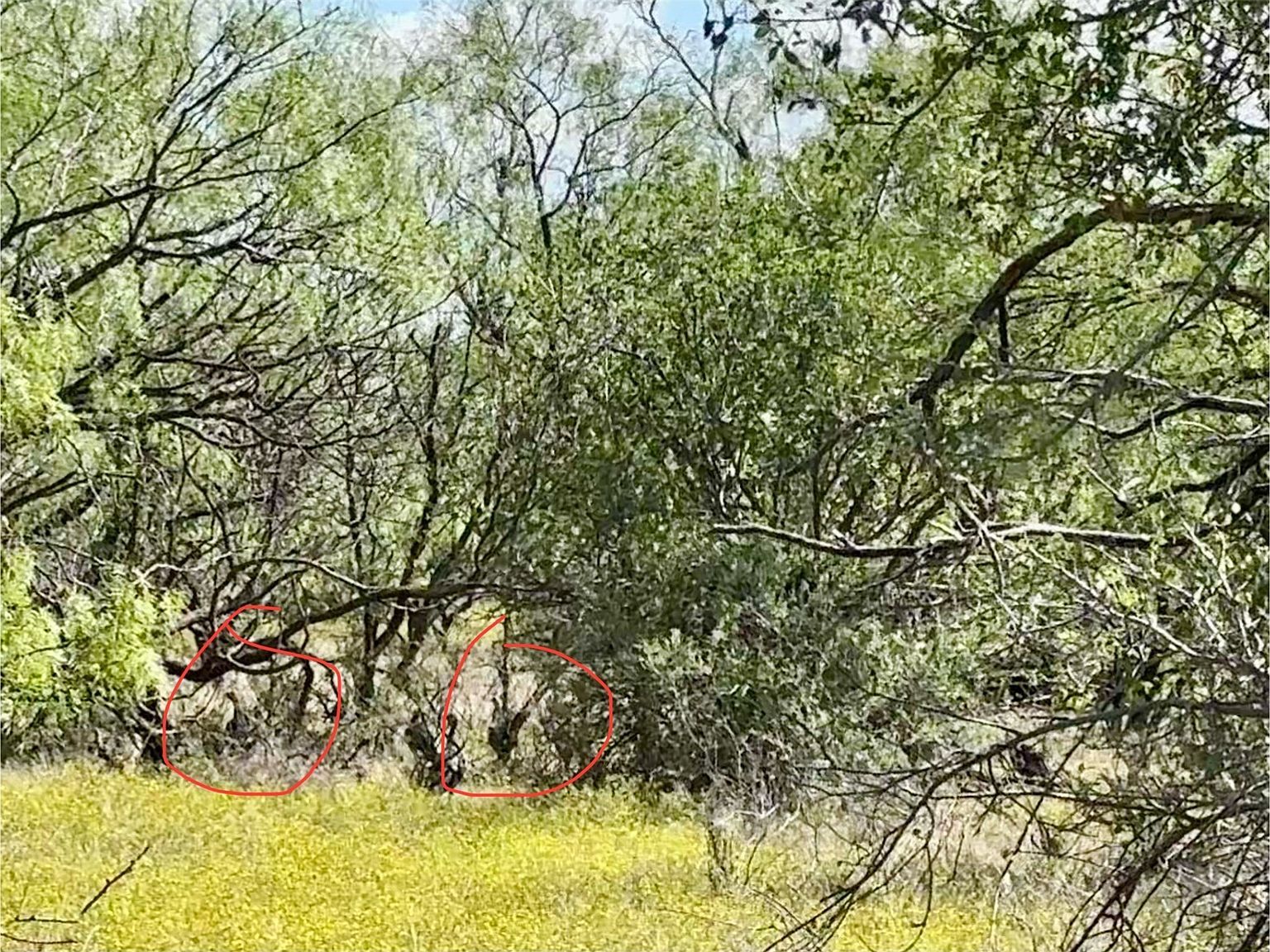 Cnty Rd #100 Abilene, TX 79601 - Thumbnail 4