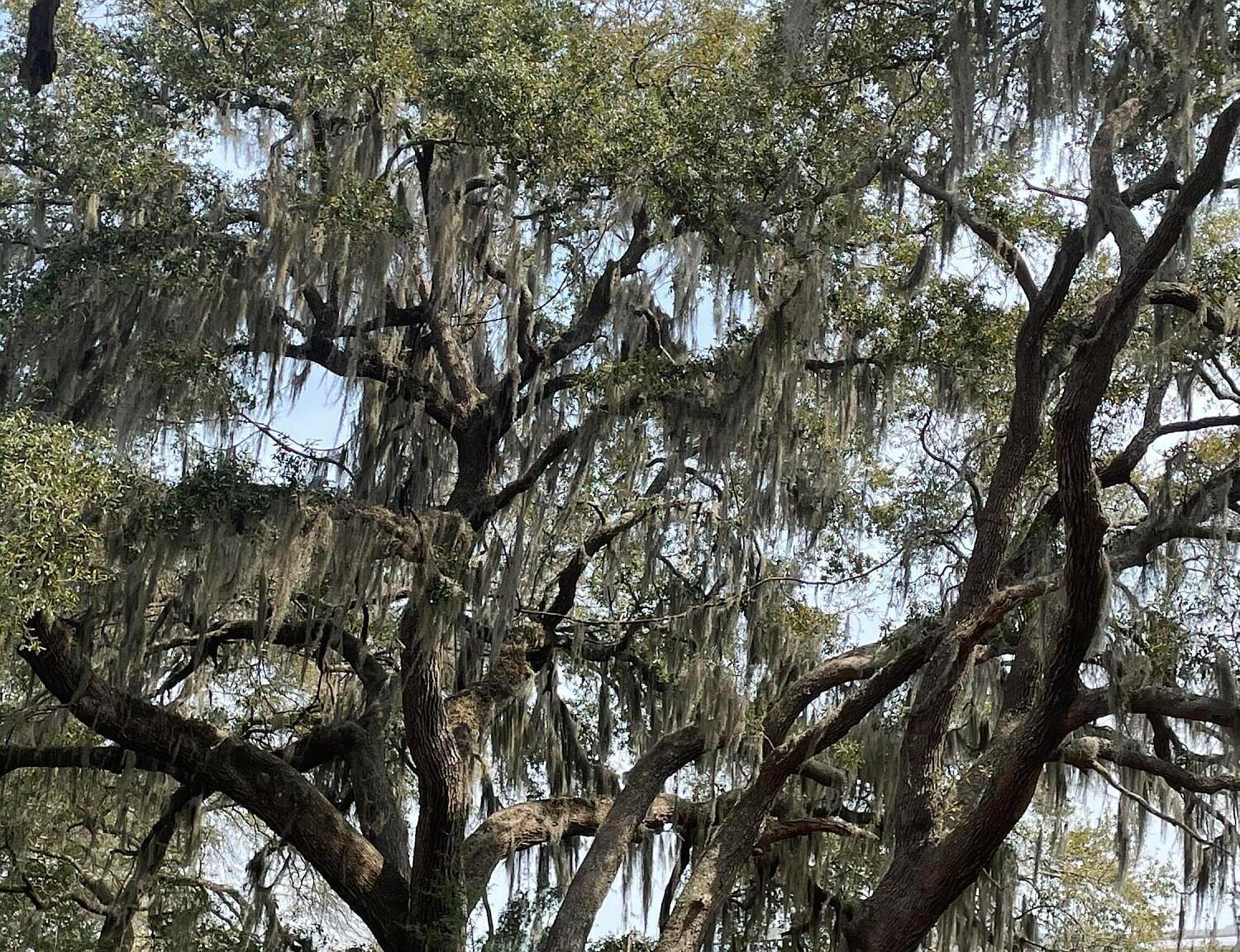 76 Priester Rd Seabrook, SC 29940 - Thumbnail 4