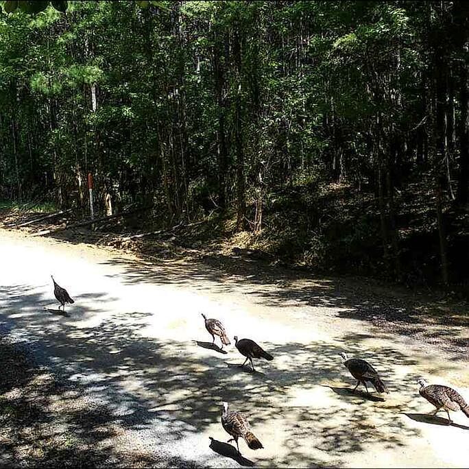 4875 New Union Rd Dayton, TN 37321 - Thumbnail 4