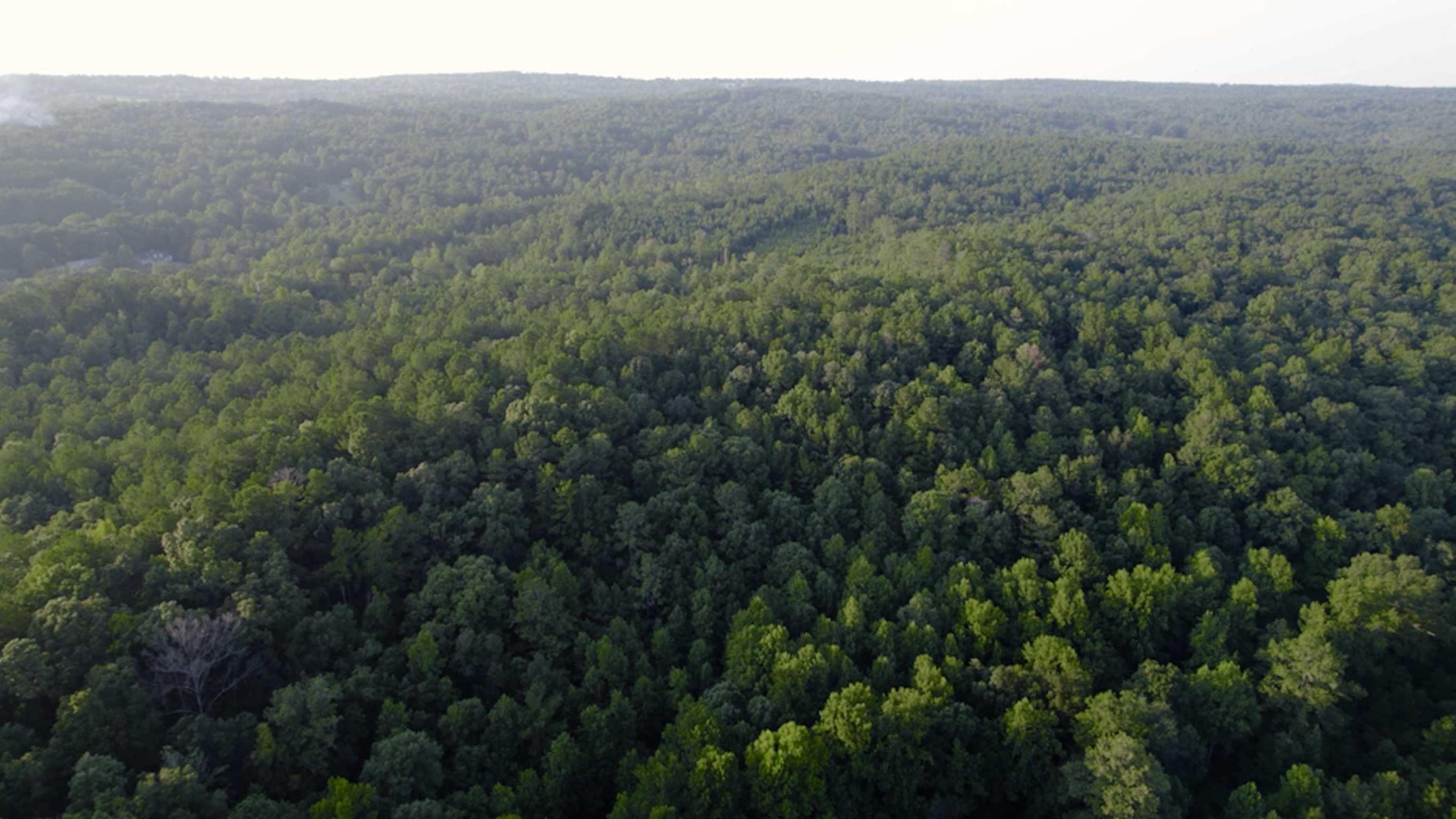 Levine Road, Odenville, AL, USA, 35120 - Thumbnail 4