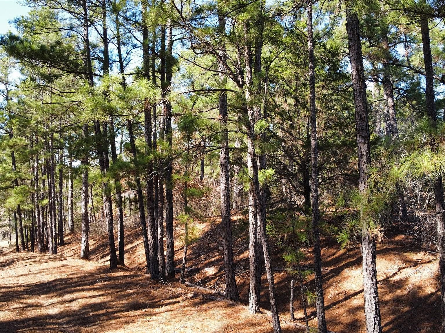 0 Pine Lodge Dr Lot 26 Bastrop, TX 78602 - Thumbnail 4