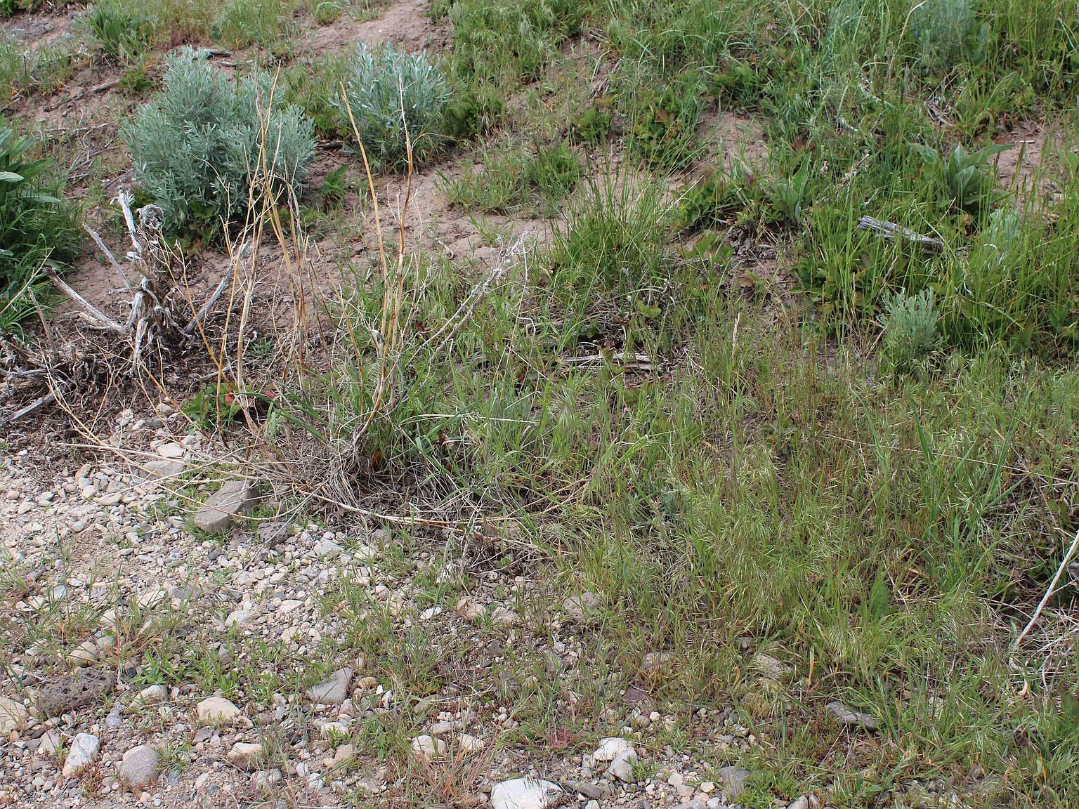 63 Caribou Rd #2 Soda Springs, ID 83276 - Thumbnail 4