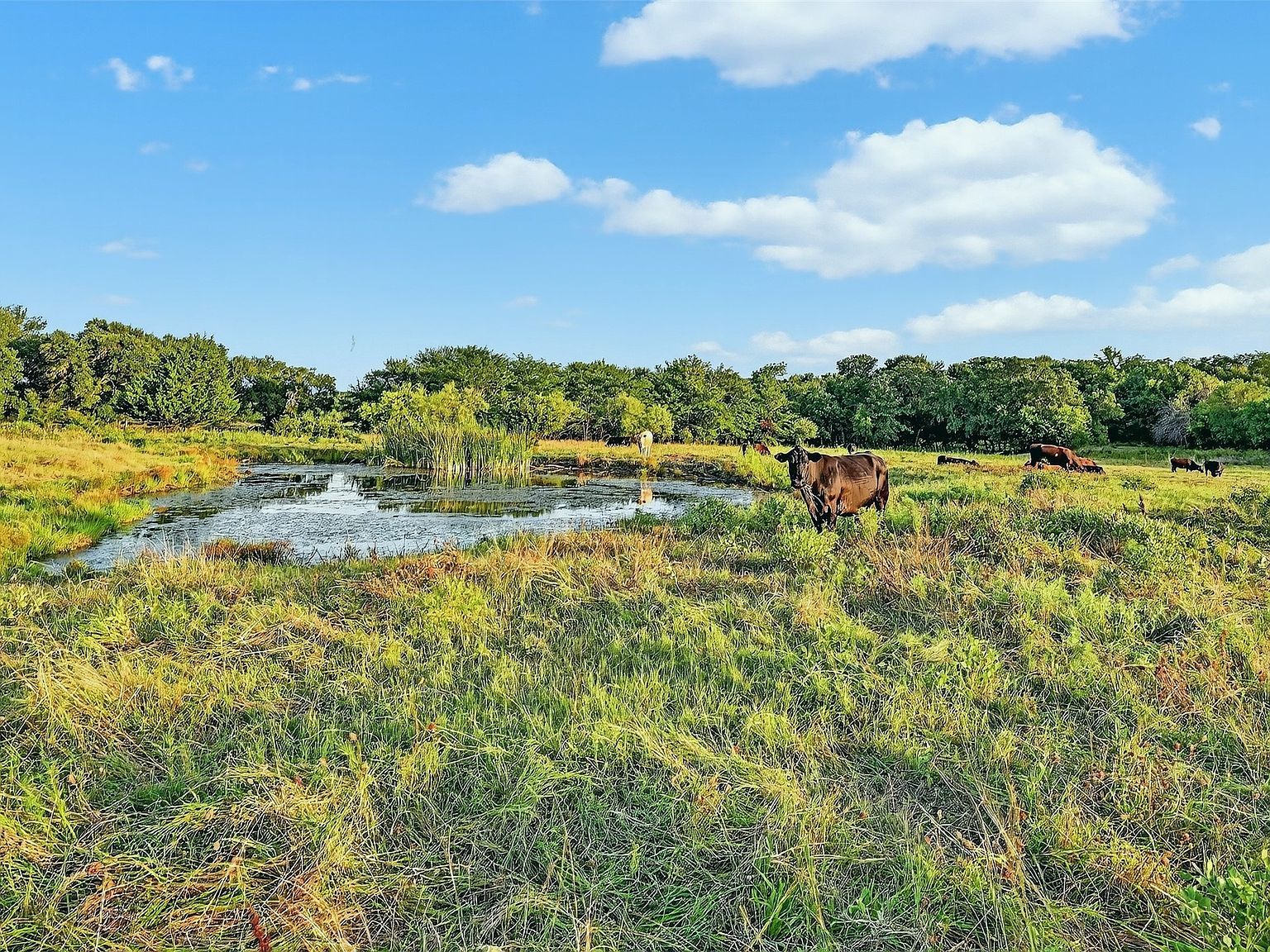 2340 Wright Rd Pottsboro, TX 75092 - Thumbnail 4