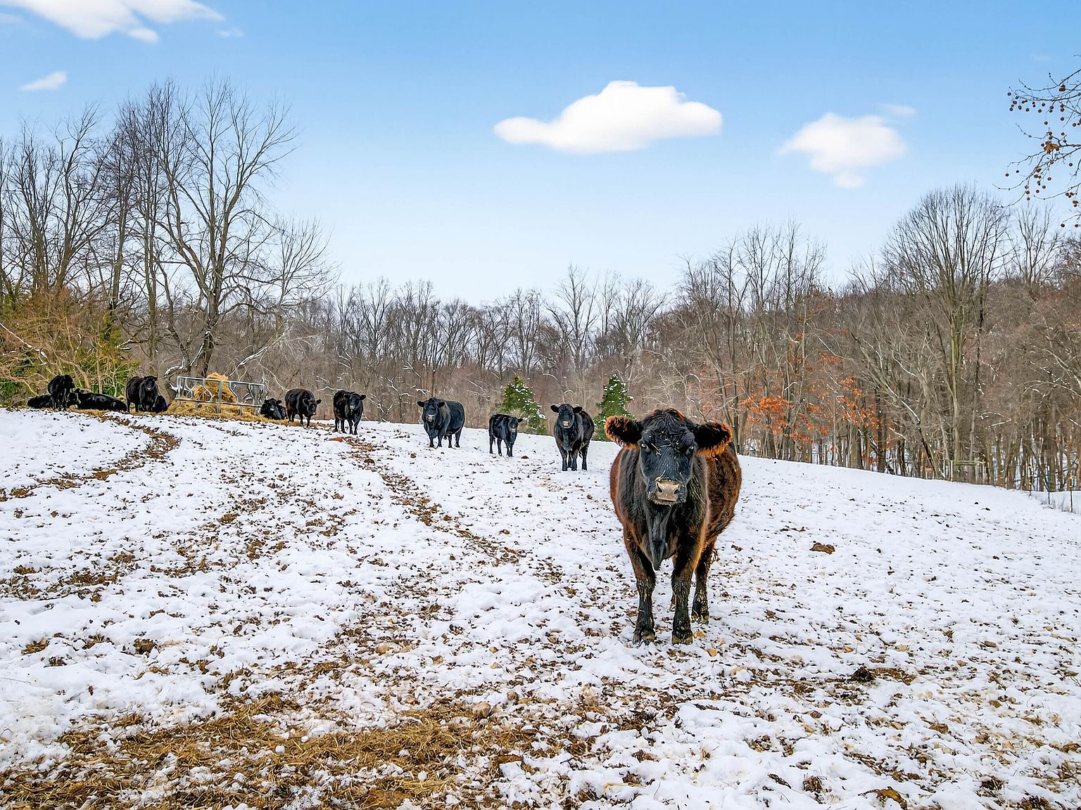 976 Vinegar Hill Rd Bedford, IN 47421 - Thumbnail 4