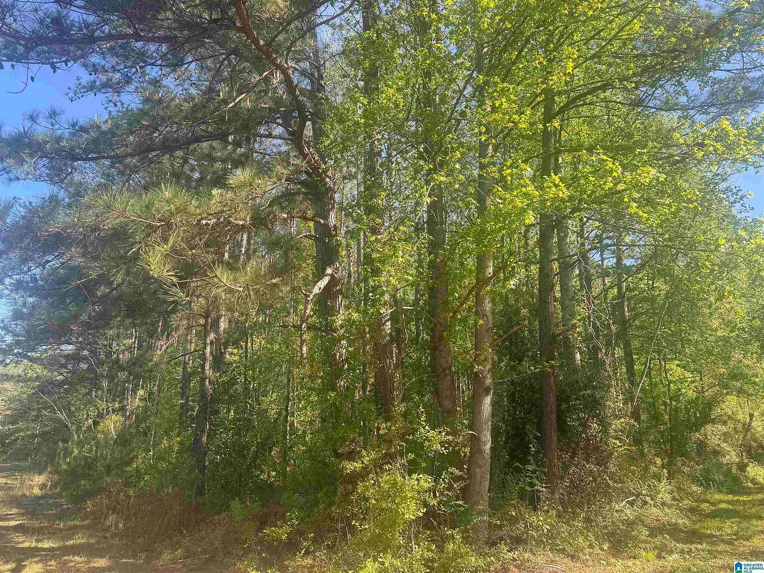 Satterwhite St #11.75 Roanoke, AL 36274 - Thumbnail 4
