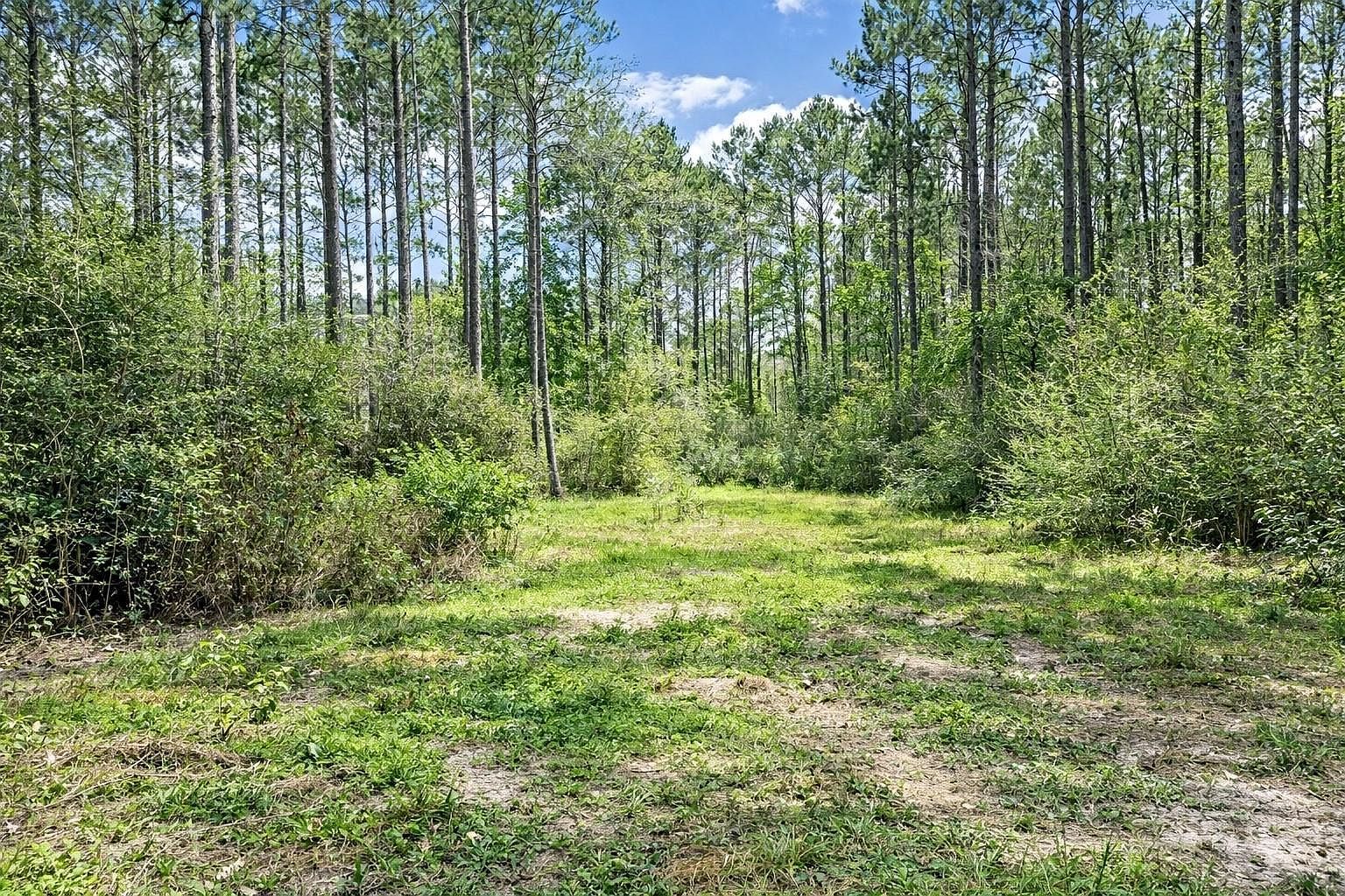 2370 Westville Rd Groveton, TX 75845 - Thumbnail 4