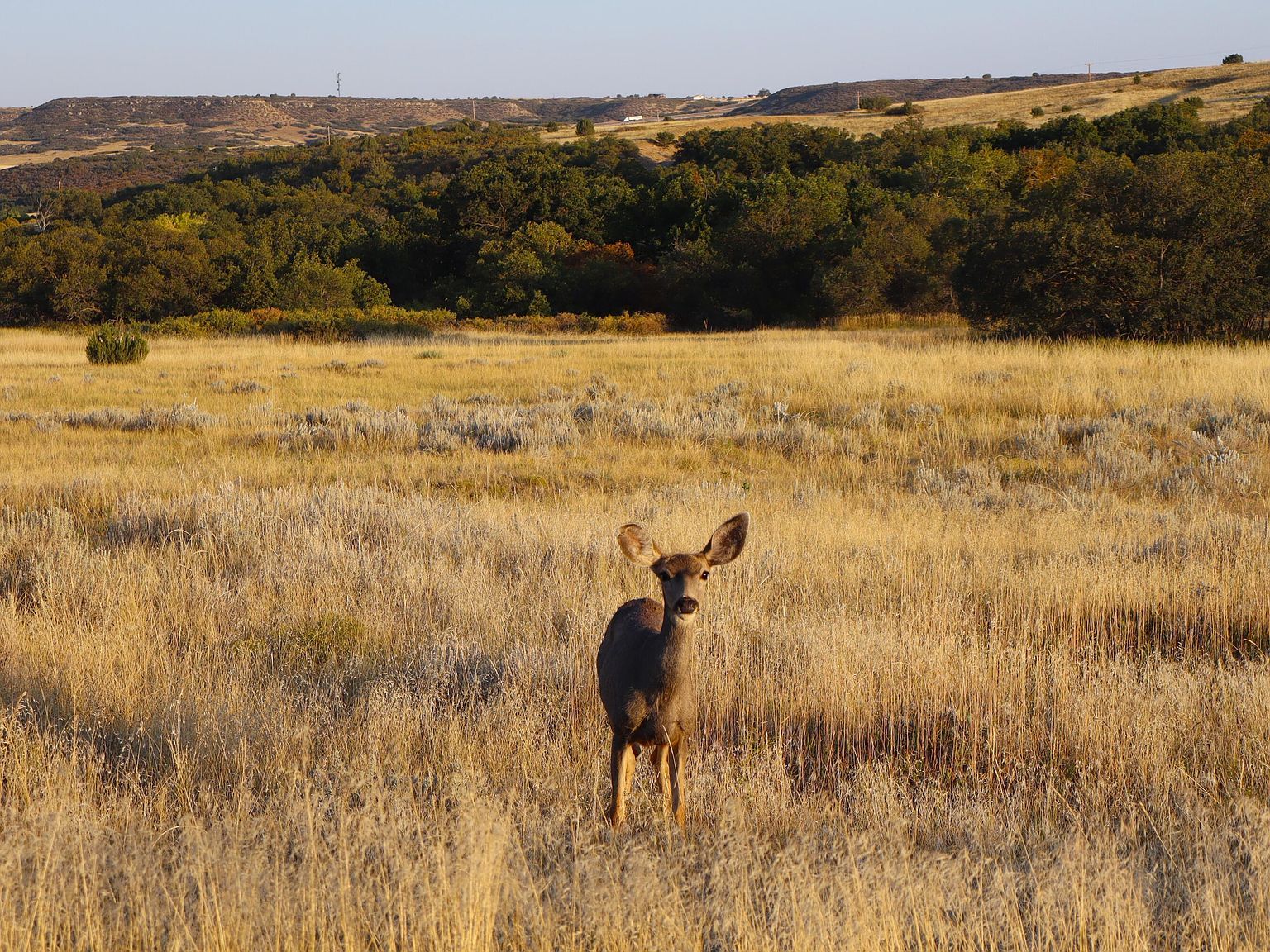 Lawrence Blvd LOT 222 Rye, CO 81069 - Thumbnail 4